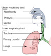 <b>Respiratory tract infection</b>