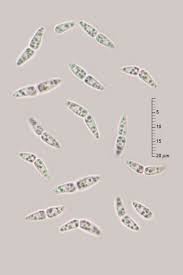 Attēlu rezultāti vaicājumam “Sporophagomyces chrysostomus”
