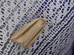 Attēlu rezultāti vaicājumam “Mythimna flammea”