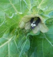 Attēlu rezultāti vaicājumam “Hyoscyamus niger”