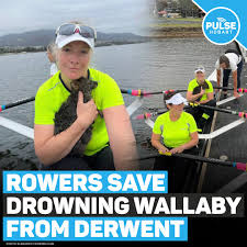 Image result for Derwent Rowing Club