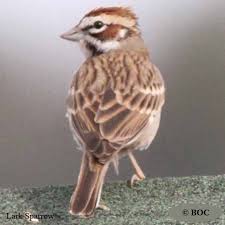 Image result for Chondestes grammacus