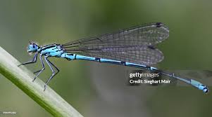 Attēlu rezultāti vaicājumam “Coenagrion puella”