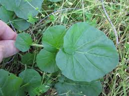 Attēlu rezultāti vaicājumam “Barbarea vulgaris subsp. arcuata fruit”