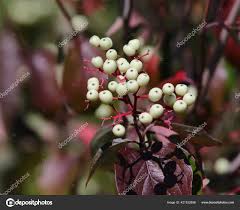 Attēlu rezultāti vaicājumam “Cornus sericea fruit”