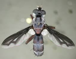 Attēlu rezultāti vaicājumam “Cylindromyia sp.”