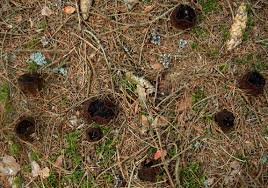 Attēlu rezultāti vaicājumam “Sarcosoma globosum”