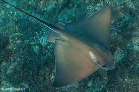 Image result for Myliobatis aquila