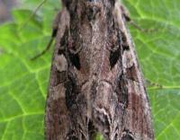 Attēlu rezultāti vaicājumam “Lacanobia suasa”