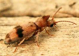 Attēlu rezultāti vaicājumam “Anthicidae”