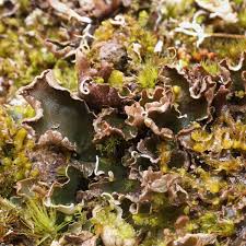 Attēlu rezultāti vaicājumam “Peltigera malacea”