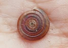 Attēlu rezultāti vaicājumam “Planorbidae”