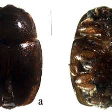 Attēlu rezultāti vaicājumam “Meligethes sp.”