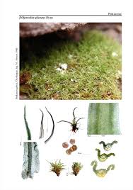 Attēlu rezultāti vaicājumam “Homomallium incurvatum”