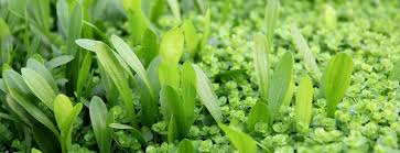 Attēlu rezultāti vaicājumam “Paludella squarrosa sporophyte”