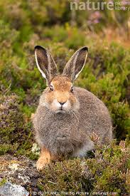Attēlu rezultāti vaicājumam “Lepus timidus”