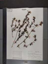 Attēlu rezultāti vaicājumam “Batrachium circinatum leaf”