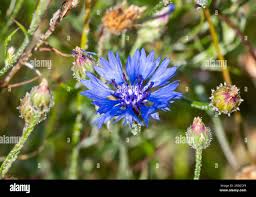 Attēlu rezultāti vaicājumam “Cyanus segetum flower”