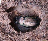 Attēlu rezultāti vaicājumam “Carabus arcensis”