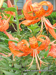 Attēlu rezultāti vaicājumam “Lilium lancifolium”