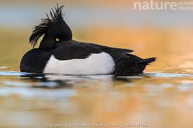 Attēlu rezultāti vaicājumam “Aythya fuligula male”