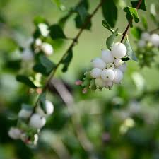 Attēlu rezultāti vaicājumam “Symphoricarpos albus”