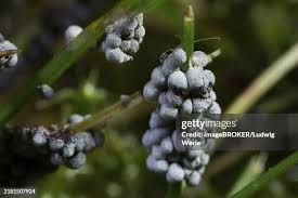 Attēlu rezultāti vaicājumam “Physarum nitens macro”