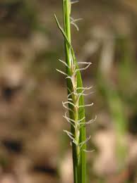 Attēlu rezultāti vaicājumam “Carex pilosa”
