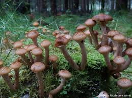 Attēlu rezultāti vaicājumam “Armillaria mellea”