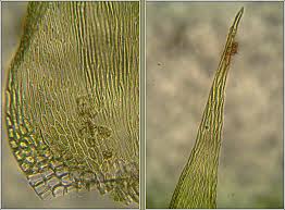 Attēlu rezultāti vaicājumam “Hypnum cupressiforme var. lacunosum sporophyte”