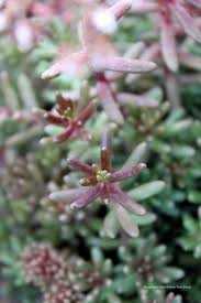 Image result for Sedum album `Coral Carpet`