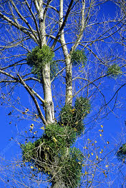 Attēlu rezultāti vaicājumam “Viscum album”