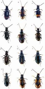 Attēlu rezultāti vaicājumam “Bembidion sp.”