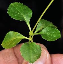 Attēlu rezultāti vaicājumam “Moneses uniflora fruit”