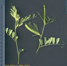 Attēlu rezultāti vaicājumam “Vicia cracca fruit”