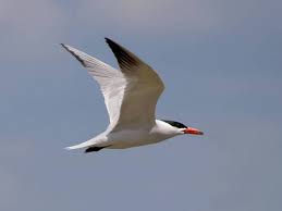 Attēlu rezultāti vaicājumam “Hydroprogne caspia”