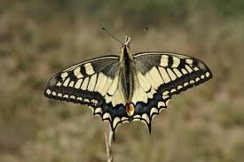 Attēlu rezultāti vaicājumam “Papilio machaon”