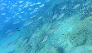 Image result for Polysteganus undulosus