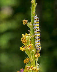 Image result for Königskerzen