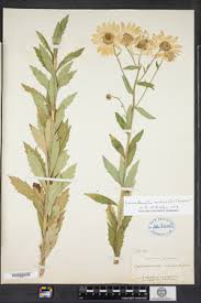 Image result for Leucanthemella serotina