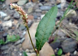 Attēlu rezultāti vaicājumam “Persicaria maculosa leaf”