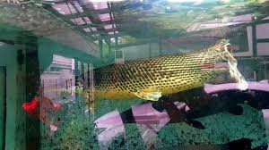 Image result for Garstang A S C