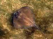 Image result for Hypanus longus