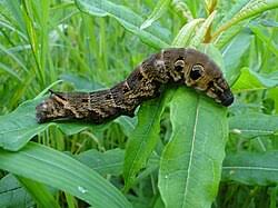 Attēlu rezultāti vaicājumam “Deilephila elpenor larva”