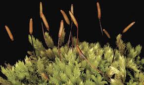 Attēlu rezultāti vaicājumam “Pleurocarpous mosses sporophyte”