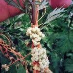 Attēlu rezultāti vaicājumam “Cuscuta europaea fruit”