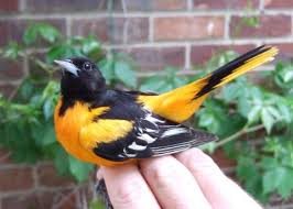 Image result for Icterus galbula