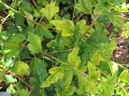 Attēlu rezultāti vaicājumam “Ribes alpinum”