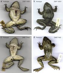 Attēlu rezultāti vaicājumam “Pelophylax juvenile”