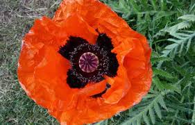 Attēlu rezultāti vaicājumam “Papaver”